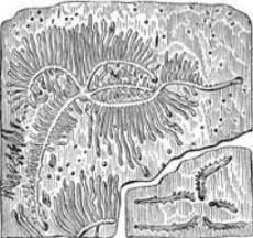 На представленных картинках изображены ходы жуков и их личинок, питающихся тканями ствола дерева. Ко