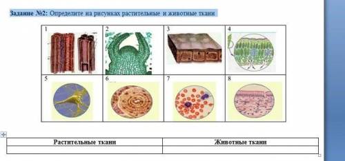 Задание № 2 . Определите на рисунках растительные и животные ткани .