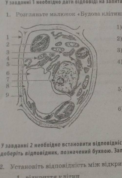 1 І1. Розгляньте малюнок «Будова клітини» та запишіть відповіді.бал1) Якою цифрою позначено ядро? 2)