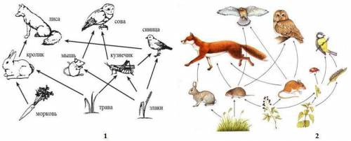Из предложеных пищевых сетей 1 и 2.соствьте схемы двух пищевых цепей подпишите компоненты​
