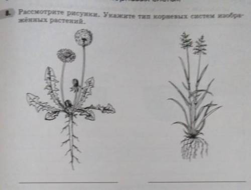 Рассмотрите рисунки. Укажите тип корневых систем изображённых растений можно поточнее, просто это на