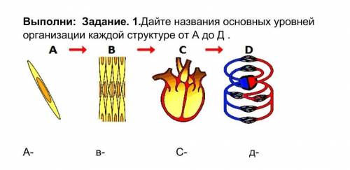 Выполни: Задание. 1.Дайте названия основных уровней организации каждой структуре от А до Д . ​