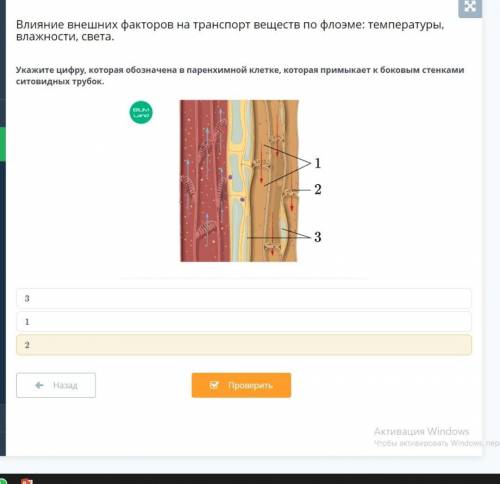 Укажите цифру, которая обозначена в паренхимной клетке, которая примыкает к боковым стенками ситовид