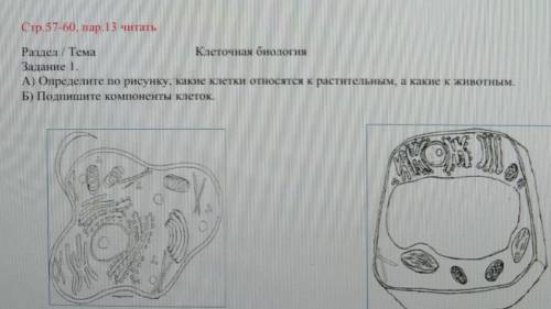 Стр. 57-60, пар. 13 читать Раздел ТемаКлеточная биологияЗадание 1.А) Определите по рисунку, какие кл