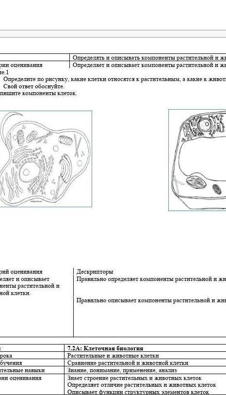 Определите по рисунку, какие клетки относятся к растительным, а какие к животным Свой ответ обоснуйт