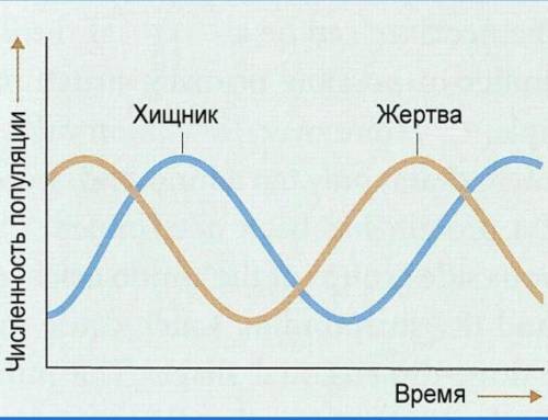 На рисунке показан график взаимоотношений хищник-жертва. Установите причину изменений численности по