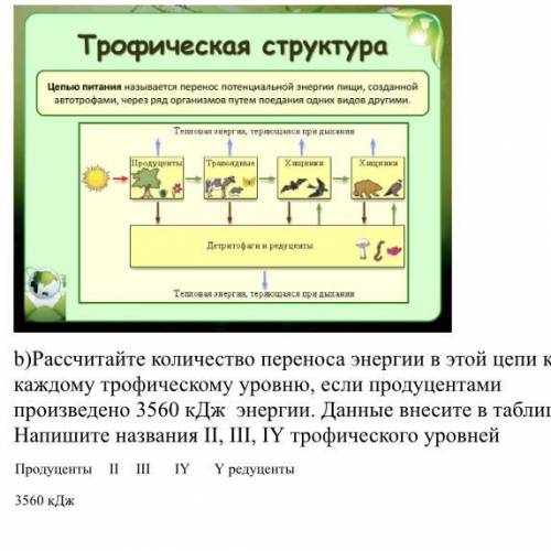 На рисунке изображена схема переноса энергии в пищевой цепи a) Напишите схему пищевой цепи изображен