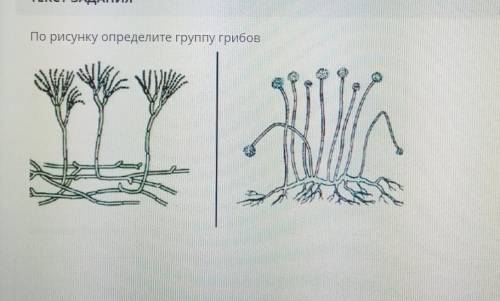 определить группу грибов​