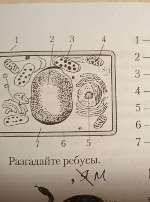 рассмотрите схематический рисунок,растительной клетки. Запишите названия ее основных частей. Я сдела