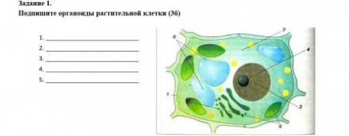 Напишите органойды растительной клетки ​