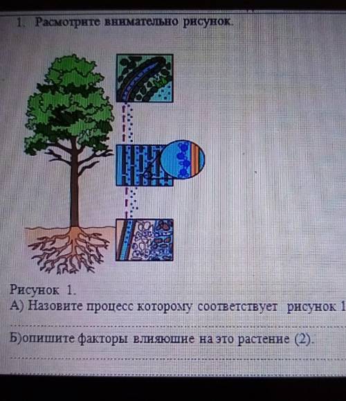 1. Расмотрите внимательно рисунок Рисунок 1.A) Назовите процесс которому соответствует рисунок 1Б)оп