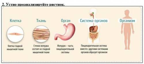 Устно проанализируйте рисунок.​