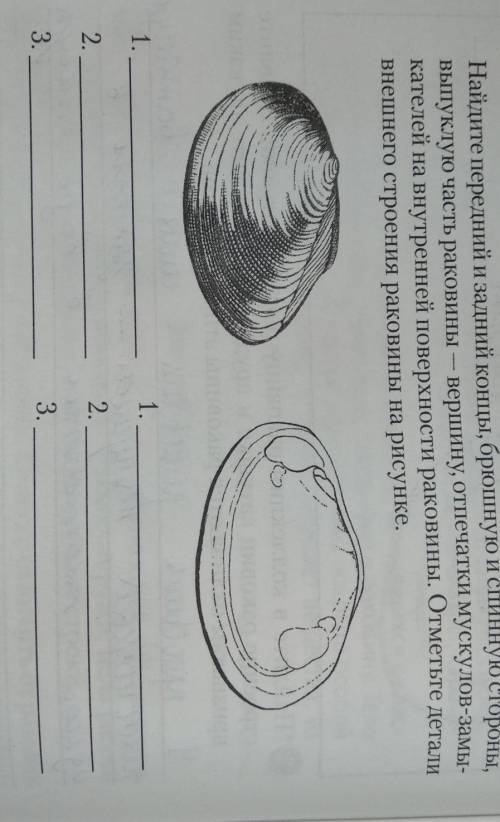 Найдите передний и задний концы, брюшную и спинную стороны, выпуклую часть раковины — вершину, Отпеч