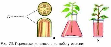 Срезали побег липы и поместили его в воду, подкрашенную чернилами (рис. 73, а). Через четыре дня сде