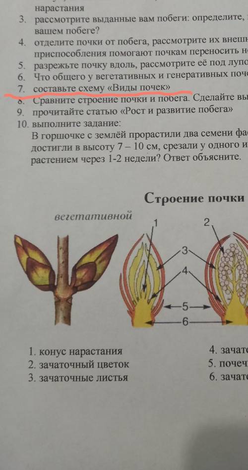 Составьте схему , виды почек