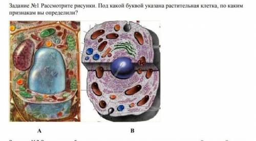 рассмотрите рисунки. под какой буквой указана растительная клетка, по каким признакам вы определили?