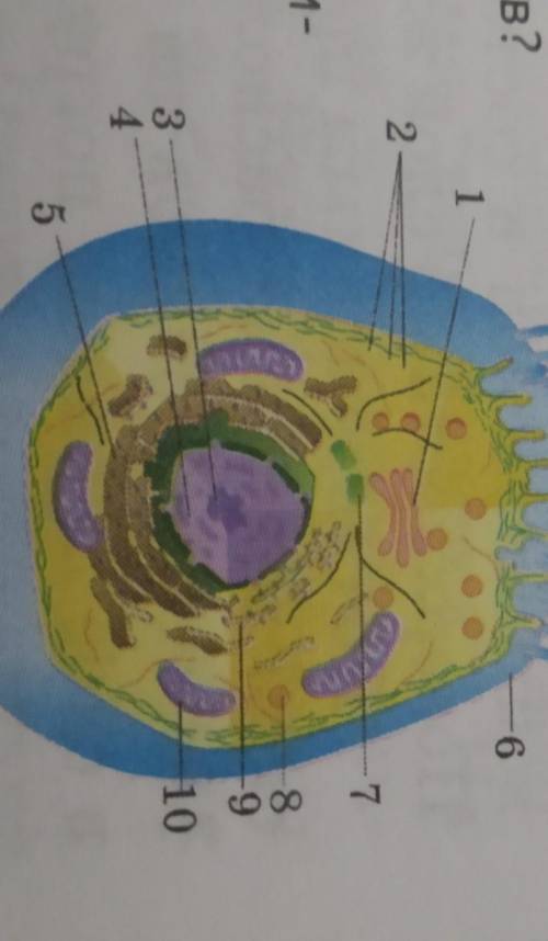 Назовите органоиды клетки по указателям (1-11) рисунка​