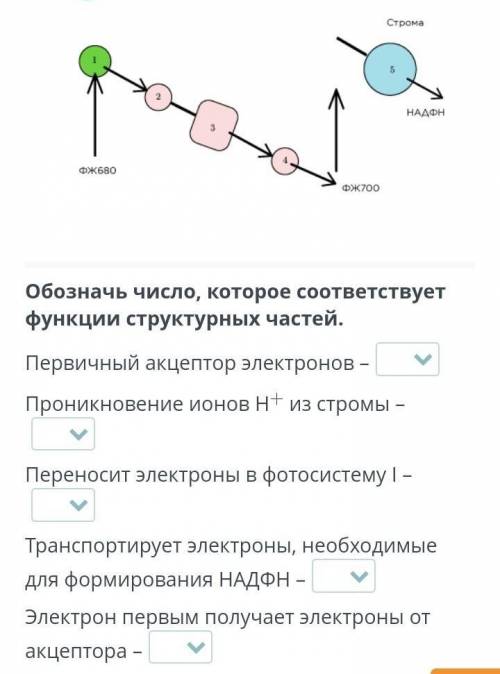 нужно соотнести по рисунку ​