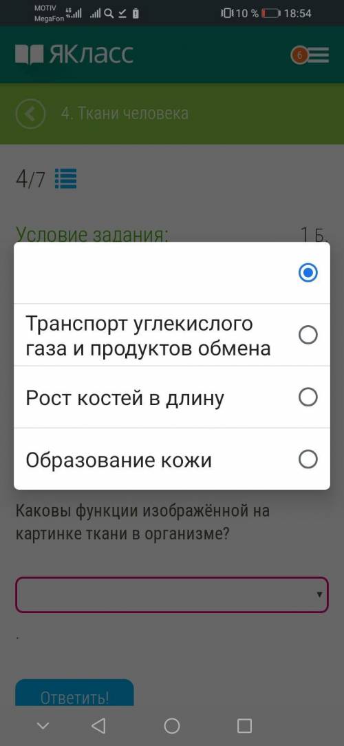 Рассмотри рисунок и ответь на вопрос. Каковы функции изображённой на картинке ткани в организме?