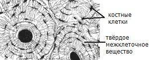Рассмотри изображение и ответь на вопросы. Функцией костной ткани является образование твёрдого и п