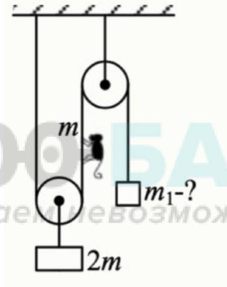 Система из двух блоков, двух грузов и обезьянки, находится в равновесии. Определите массу тела m1, е
