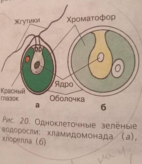 Перерисовать рисунок. ответить на вопрос : Сравните строение изученных организмов. Найдите их сходст