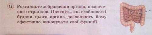 12 Розгляньте зображення органа, позначе- ного стрілкою. Поясніть, які особливостібудови цього орган