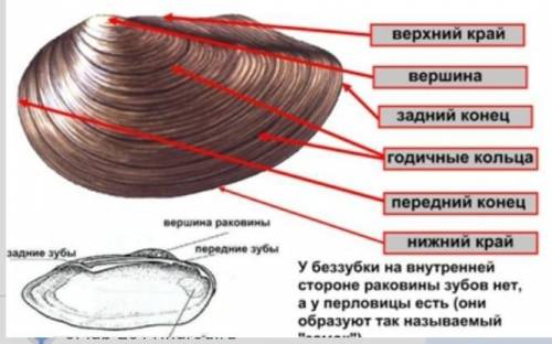 Внешнее строение класса двустворчатыес рисунком одного из двустворчатых​