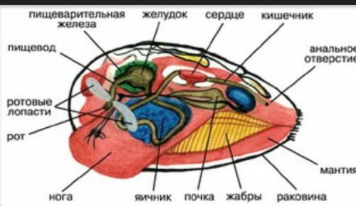 Внешнее строение класса двустворчатыес рисунком одного из двустворчатых​