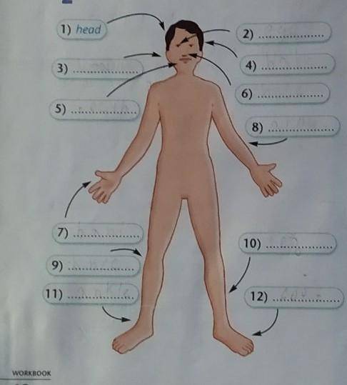 • Parts of the body2* Label the parts of the body.​