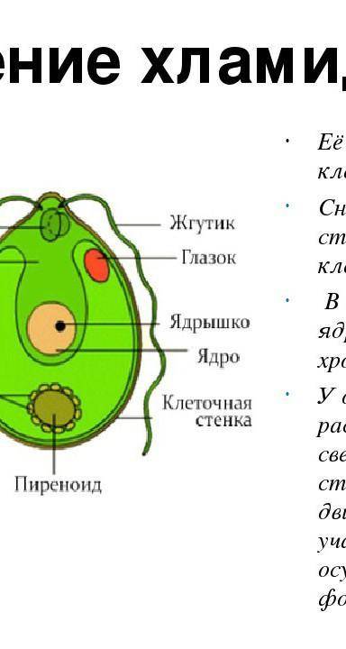 Сделайте вывод о том, что органоиды одноклеточной водоросли выполняют те же функции, что и органы мн