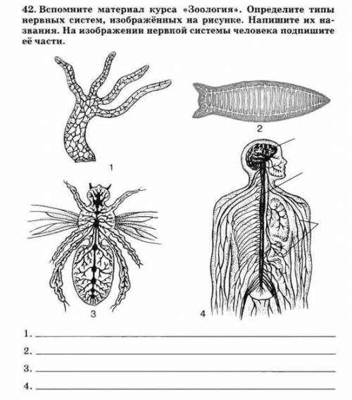 Строение и значение нервной системы