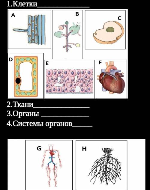 Задание 5. Распределите рисунки по группам (4б) 1.Клетки 2.Ткани3.Органы 4.Системы органов​