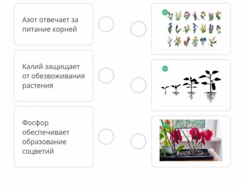 Установи соответствие междурисунками и значениемий.макроэлементов для растений.​