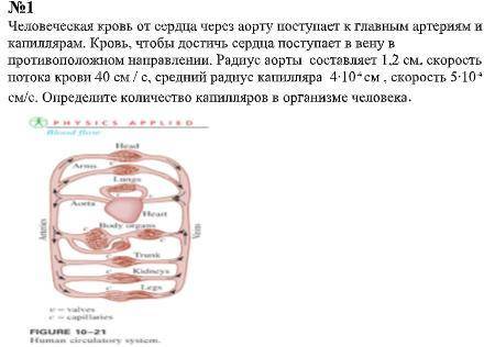 №1 Человеческая кровь от сердца через аорту поступает к главным артериям и капиллярам. Кровь, чтобы