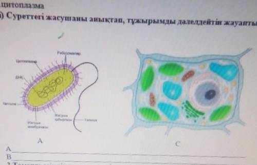 I Суреттегі жасушаны анықтап, тұжырымды дәлелдейтін жауатты жаз​