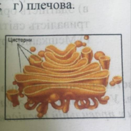 4. Розглянь малюнок. Яку функцію виконує зображена органела? а) збереження спадкової інформації; б)