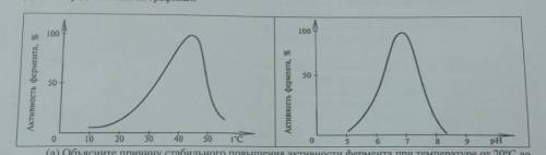 (а) Объясните причину стабильного повышения активности фермента при температуре от 20°С до 40°С.(b)