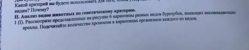 Рассмотрите на рисунке кариотипы, подсчитайте кол-во хромосом и тд