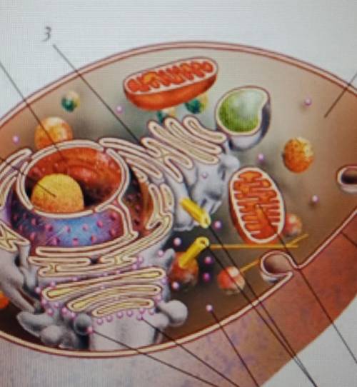 1. Подпишите структурные элементы животной клетки под цифрами: 4,5,6,8,9, рядом напишите их функции3