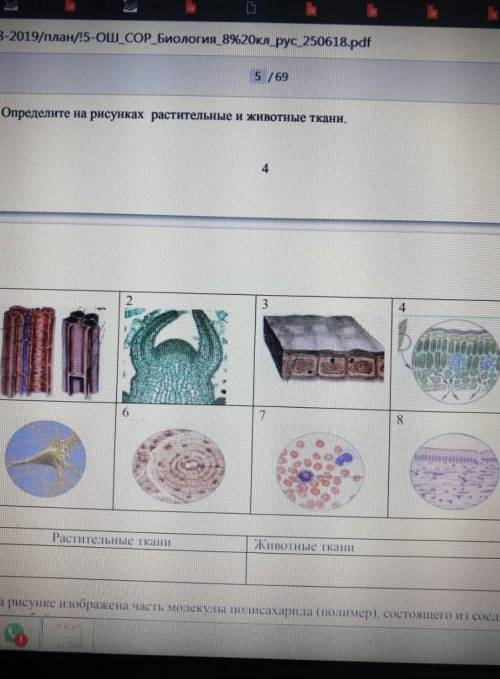 Опредилите на рисунках растительные ткани и животные ткани ​