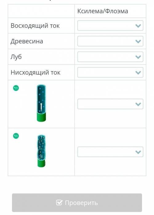 Распредели характеристики между ксилемой и флоэмой. кто быстро ответит тому ​