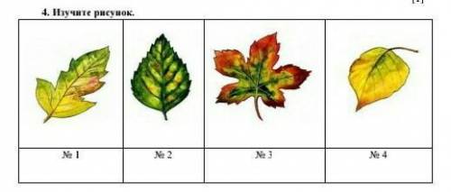 4. Изучите рисунок. № 1 № 2 № 3 № 4​