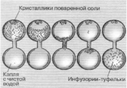 На рисунке представлен пример проявления жизненного свойства инфузории-туфельки: а) самовоспроизведе