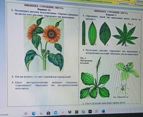Биология 6 класс Листья простые или сложные, их жилкования и листорасположение​