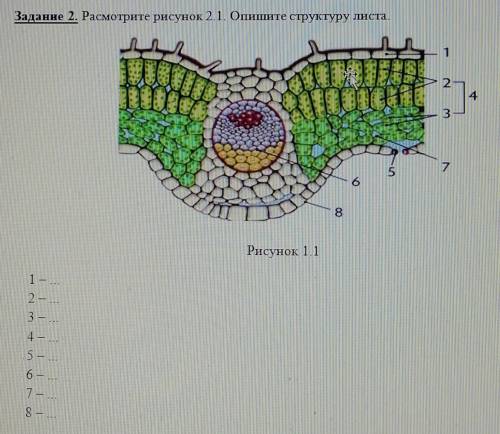 Задание . Расмотрите рисунок 2.1. Опишите структуру листа.​