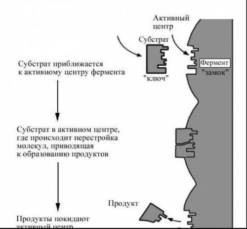 Раскройте особенности механизма действия катализаторов и ферментов ​