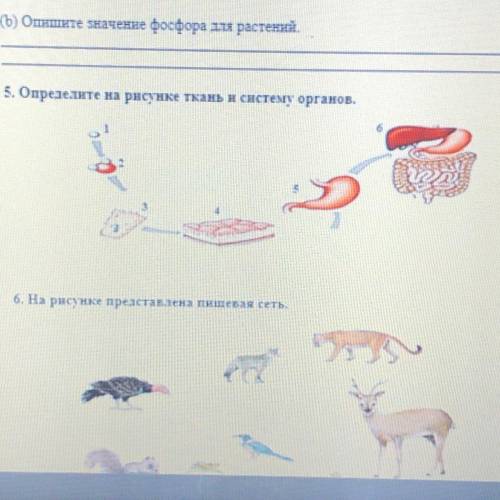 5 Определите на ресунке ткань и систему органов