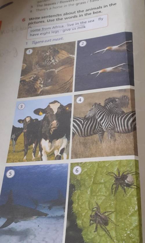 6 Write sentences about the animals in the pictures. Use the words in the box.come from Africa live