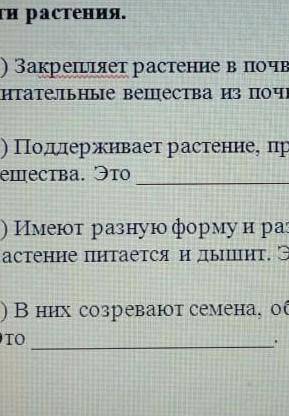 1) закрепляет растение в почве. Поглощает воду и питательные вещества из почвы. Это 2) Поддерживает